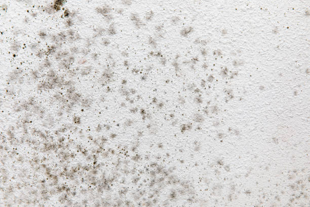 Mold Remediation for Vacation Homes in Rock Hill, MO